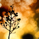 Illustration for article titled Shooting Challenge: Bokeh, Gallery 5